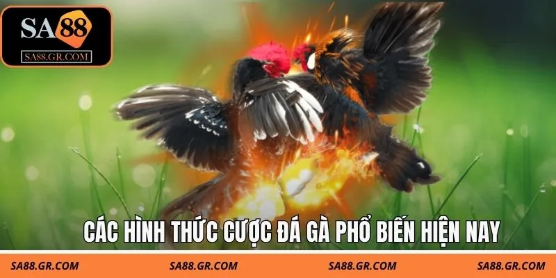 Các hình thức cược đá gà phổ biến hiện nay Các hình thức cược đá gà phổ biến hiện nay