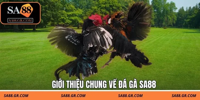 Giới thiệu chung về đá gà SA88 Giới thiệu chung về đá gà SA88