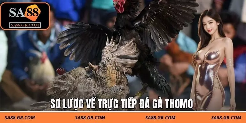 Sơ lược về trực tiếp đá gà thomo Sơ lược về trực tiếp đá gà thomo