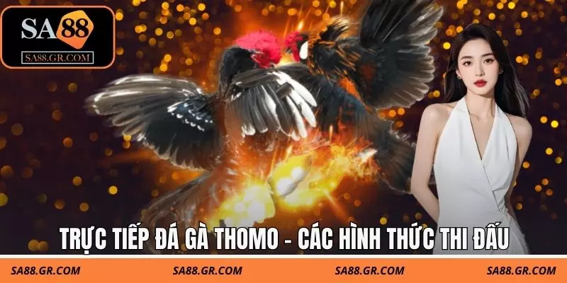 Trực tiếp đá gà thomo - Các hình thức thi đấu Trực tiếp đá gà thomo - Các hình thức thi đấu